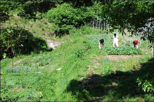 풀 반 채소 반인 산비탈밭. 때로는 채소밭에 물을 주거나 벌레를 잡아주는 우리집 아이들의 땀흘리는 자연학습장이 되기도 한다. 